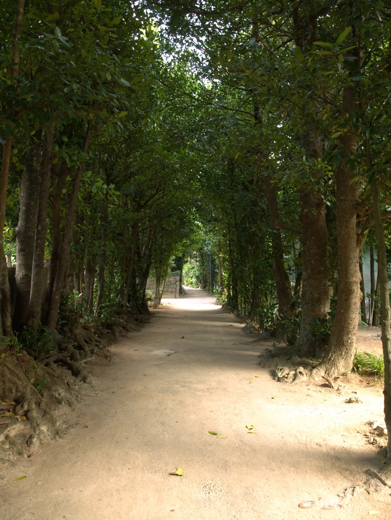 A sunlit lane through the fukugi trees in Bise, Motobu