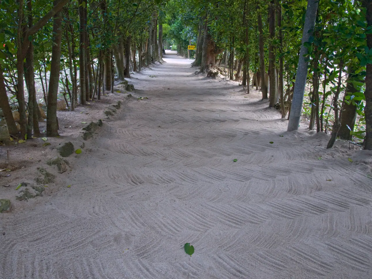 A freshly swept sand path between fukugi trees in the morning